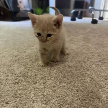 Daphne -  Domestic Short Hair Cat for Adoption in Ashland, Virginia - Daphne | PetCurious