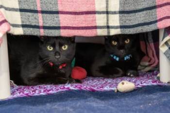 Boq -  Domestic Short Hair Cat for Adoption in East Amwell Township, New Jersey - Boq | PetCurious