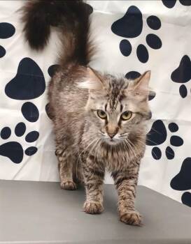 ARTEMIS -  Domestic Medium Hair Cat for Adoption in Wylie, Texas - ARTEMIS | PetCurious