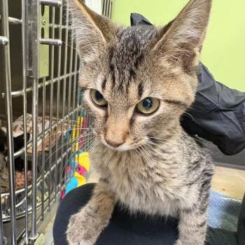 Domestic Short Hair Cats Available for Adoption - Rectangle | PetCurious