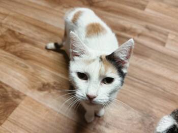 Rescue Domestic Short Hair Cats for Adoption in Varnville, South Carolina - Fancy | PetCurious