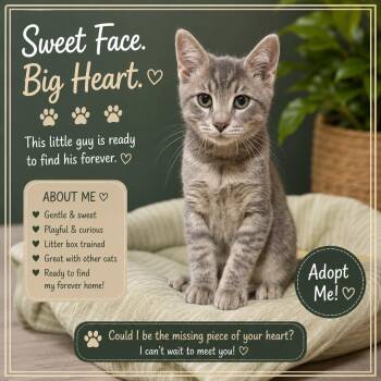 Fudge -  Domestic Short Hair Cat for Adoption in Salamanca, New York - Fudge | PetCurious