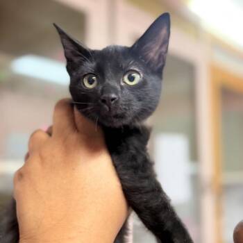 Clover -  Domestic Short Hair Cat for Adoption in Buffalo, New York - Clover | PetCurious