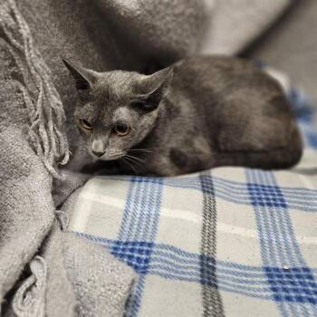 Rescue Domestic Short Hair Cats for Adoption in Winter Haven, Florida - SPRING | PetCurious