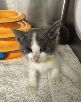 Seahorse -  Domestic Short Hair Cat for Adoption in Santa Rosa, California - Seahorse | PetCurious