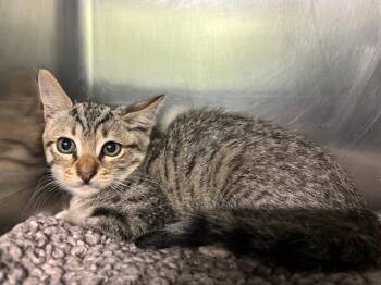 LAMBO -  Domestic Short Hair Cat for Adoption in Grand Prairie, Texas - LAMBO | PetCurious