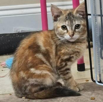 Chikorita -  Domestic Short Hair Cat for Adoption in Evans, Georgia - Chikorita | PetCurious