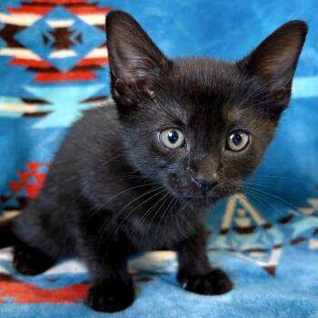 Cheyenne -  Domestic Short Hair Cat for Adoption in Mt. Juliet, Tennessee - Cheyenne | PetCurious