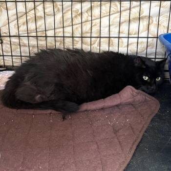 Sadie -  Domestic Short Hair Cat for Adoption in Monroe, Michigan - Sadie | PetCurious