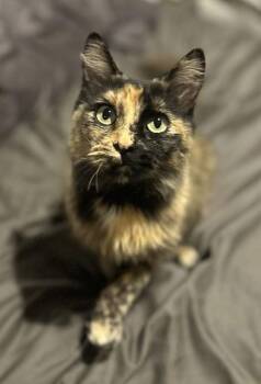 Rescue Tortoiseshell Cats for Adoption in Napa, California - Lulubell | PetCurious