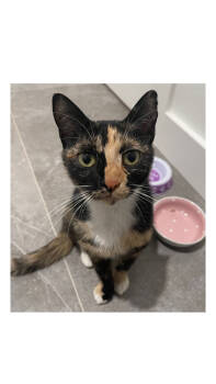 Rescue Calico Cats for Adoption in Dallas, Texas - Missy | PetCurious