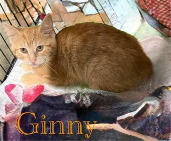 Ginny -  Domestic Short Hair Cat Available for Adoption in Hillsboro, Ohio - Ginny | PetCurious