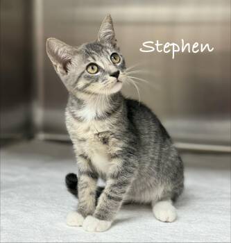Stephen -  Domestic Short Hair Cat for Adoption in Pawleys Island, South Carolina - Stephen | PetCurious