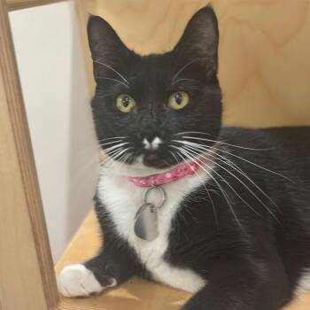 Brama -  Domestic Short Hair Cat for Adoption in Port Washington, New York - Brama | PetCurious
