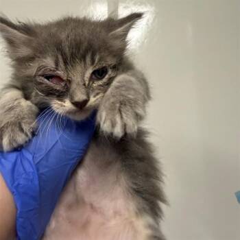 ELIZABETH -  Domestic Long Hair Cat for Adoption in Ontario, California - ELIZABETH | PetCurious