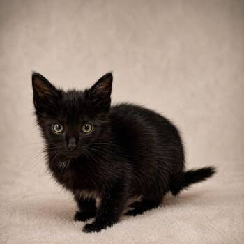 Domestic Short Hair Cats Available for Adoption in Miami, Florida - Purr | PetCurious