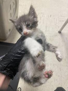 A378534 -  Domestic Long Hair Cat for Adoption in Stockton, California - A378534 | PetCurious
