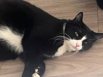 Mama Snow White -  Domestic Short Hair Cat Available for Adoption in Youngtown, Arizona - Mama Snow White | PetCurious