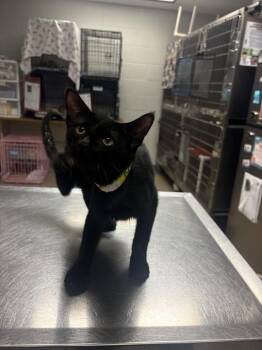 Beethoven -  Domestic Short Hair Cat for Adoption in Cincinnati, Ohio - Beethoven | PetCurious