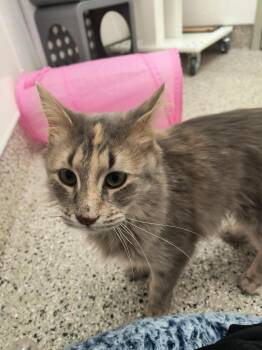 Domestic Long Hair Cats Available for Adoption - Sparkles | PetCurious