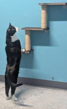 Domestic Short Hair Cats Available for Adoption in Magnolia, Texas - Colvert | PetCurious