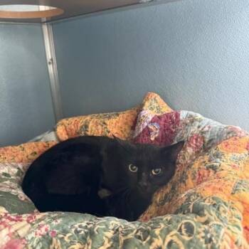 Rescue Domestic Short Hair Cats for Adoption in Renfrew, Pennsylvania - Ghidorah | PetCurious