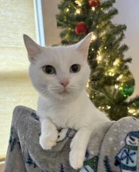 Rescue Domestic Short Hair Cats for Adoption in Lake Tapwingo, Missouri - Cleopatra | PetCurious