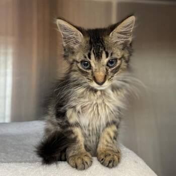 PETEY -  Domestic Long Hair Cat for Adoption - PETEY | PetCurious
