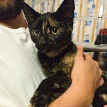 Sally Owens -  Domestic Short Hair Cat for Adoption in Brownsboro, Alabama - Sally Owens | PetCurious