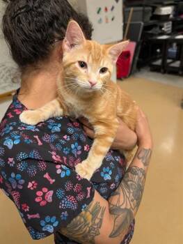 Domestic Short Hair Cats Available for Adoption in Minneapolis, Minnesota - PUA | PetCurious