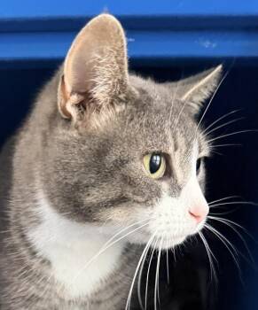 Tammy -  Domestic Short Hair Cat for Adoption in Sault Ste. Marie, Michigan - Tammy | PetCurious