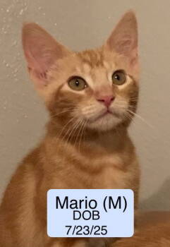 Rescue Tabby Cats for Adoption in Vacaville, California - Mario | PetCurious