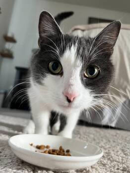 Edmund -  Domestic Short Hair Cat for Adoption in Thurmont, Maryland - Edmund | PetCurious