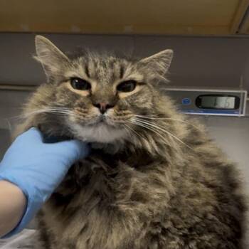 Maine Coon Cats Available for Adoption in Greenville, South Carolina - Sego | PetCurious