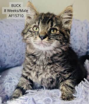 Buck -  Domestic Short Hair Cat for Adoption - Buck | PetCurious