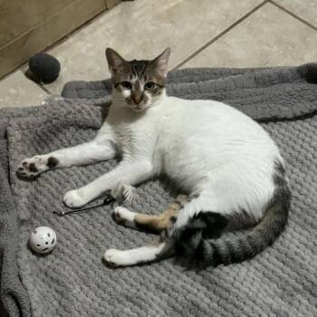 Mike -  Domestic Short Hair Cat for Adoption in Warr Acres, Oklahoma - Mike | PetCurious