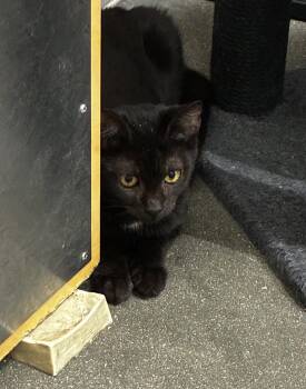 Potato Salad (FCID# 07/06/2026 - 59 Brookhaven PS) -  Domestic Short Hair Cat for Adoption in Greenville, Delaware - Potato Salad (FCID# 07/06/2026 - 59 Brookhaven PS) | PetCurious