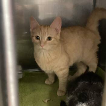 Sunny -  Domestic Short Hair Cat for Adoption in Pittsford, Vermont - Sunny | PetCurious