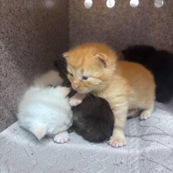 Domestic Short Hair Cats Available for Adoption in Springtown, Texas - Hibiscus | PetCurious