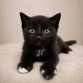 Domestic Short Hair Cats Available for Adoption in Miami, Florida - Benito | PetCurious