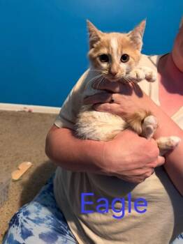 Eagle -  Domestic Medium Hair Cat for Adoption in Grand Rapids, Michigan - Eagle | PetCurious