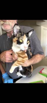 Davina -  Calico Cat for Adoption in Las Vegas, Nevada - Davina | PetCurious