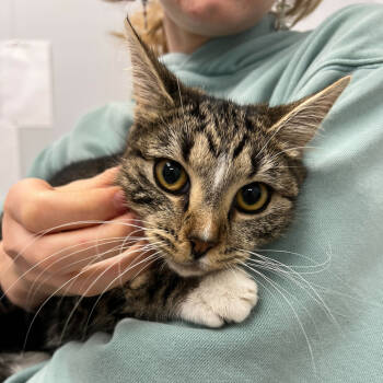 Rescue Domestic Medium Hair Cats for Adoption in Abbotsford, British Columbia - Joanna | PetCurious