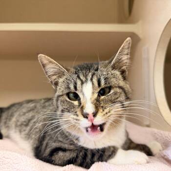 Lady Meowjesty -  Domestic Short Hair Cat for Adoption in Pagosa Springs, Colorado - Lady Meowjesty | PetCurious