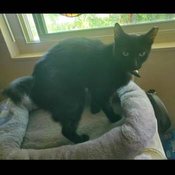 Rescue Domestic Short Hair Cats for Adoption in Sacramento, California - Hope | PetCurious