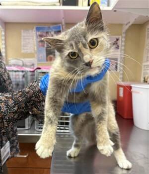 ELOISE -  Domestic Medium Hair Cat for Adoption in Fort Myers, Florida - ELOISE | PetCurious