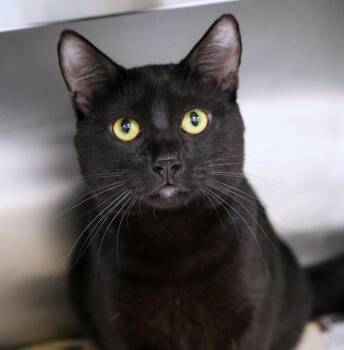 Otis (AO37860) -  Domestic Short Hair Cat for Adoption in Kansas City, Kansas - Otis (AO37860) | PetCurious
