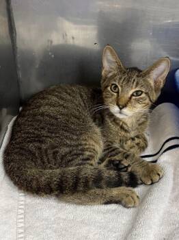 Starfruit -  Domestic Short Hair Cat for Adoption in Little Rock, Arkansas - Starfruit | PetCurious