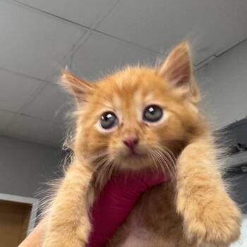 Peanut -  Domestic Short Hair Cat for Adoption in Greenville, South Carolina - Peanut | PetCurious