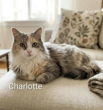 Domestic Long Hair and Dilute Calico Cats Available for Adoption in Wyandotte, Michigan - Charlotte | PetCurious